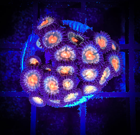 WYSIWYG Sunkissed Zoanthids Large Frag 08D3