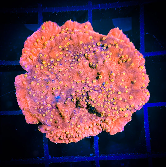 WYSIWYG Starburst Monticap 08D4