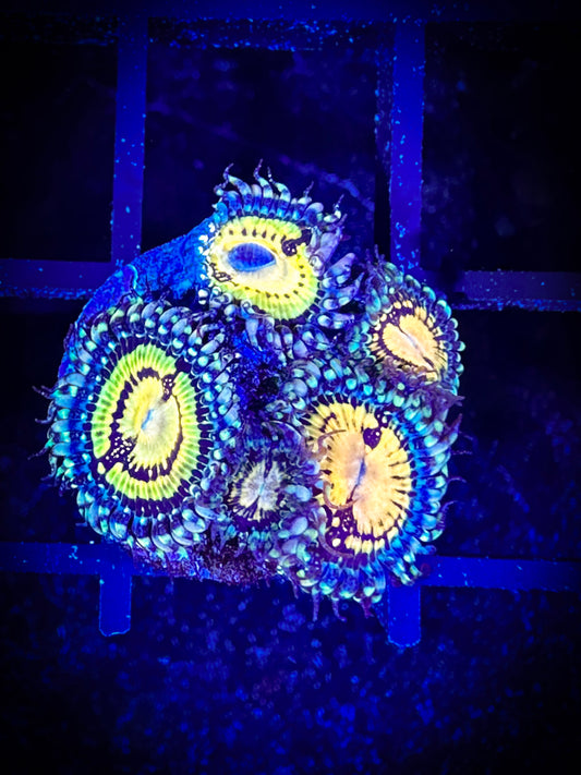 WYSIWYG Tank Candy Funky Pups Zoanthids 02F1