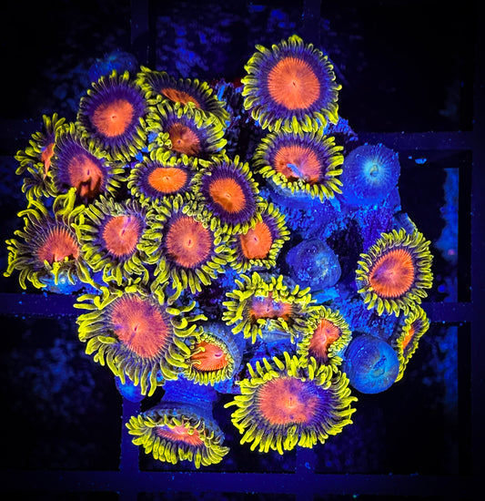 WYSIWYG Dragon Eye Zoanthids Large Frag 08D4