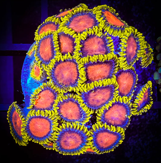 WYSIWYG Dragon Eye Zoanthids Mini Colony 08D4