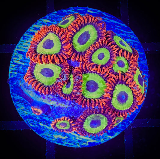 WYSIWYG Emeralds on Fire Zoanthids 08D4