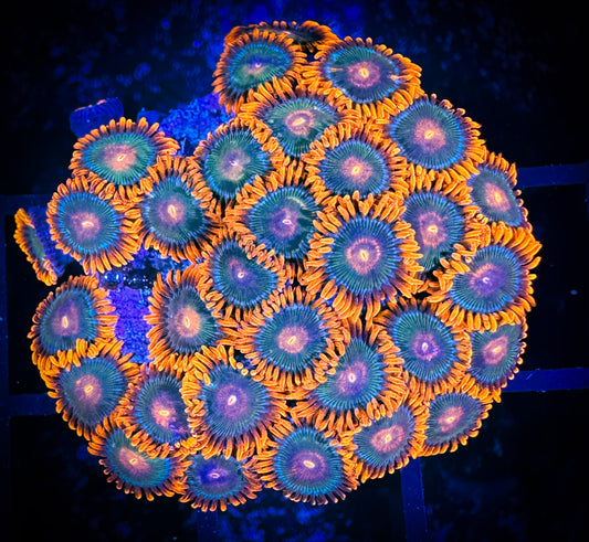 WYSIWYG Gatorade Zoanthids Mini Colony 08E1