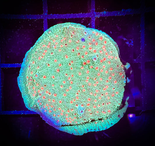 WYSIWYG Season's Greetings Monticap 08E1