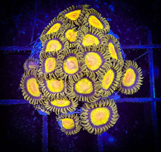 WYSIWYG CC Tutti Fruity Zoanthids 08E1