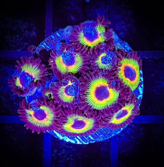 WYSIWYG Bob Marley Zoanthids Frag 08E2