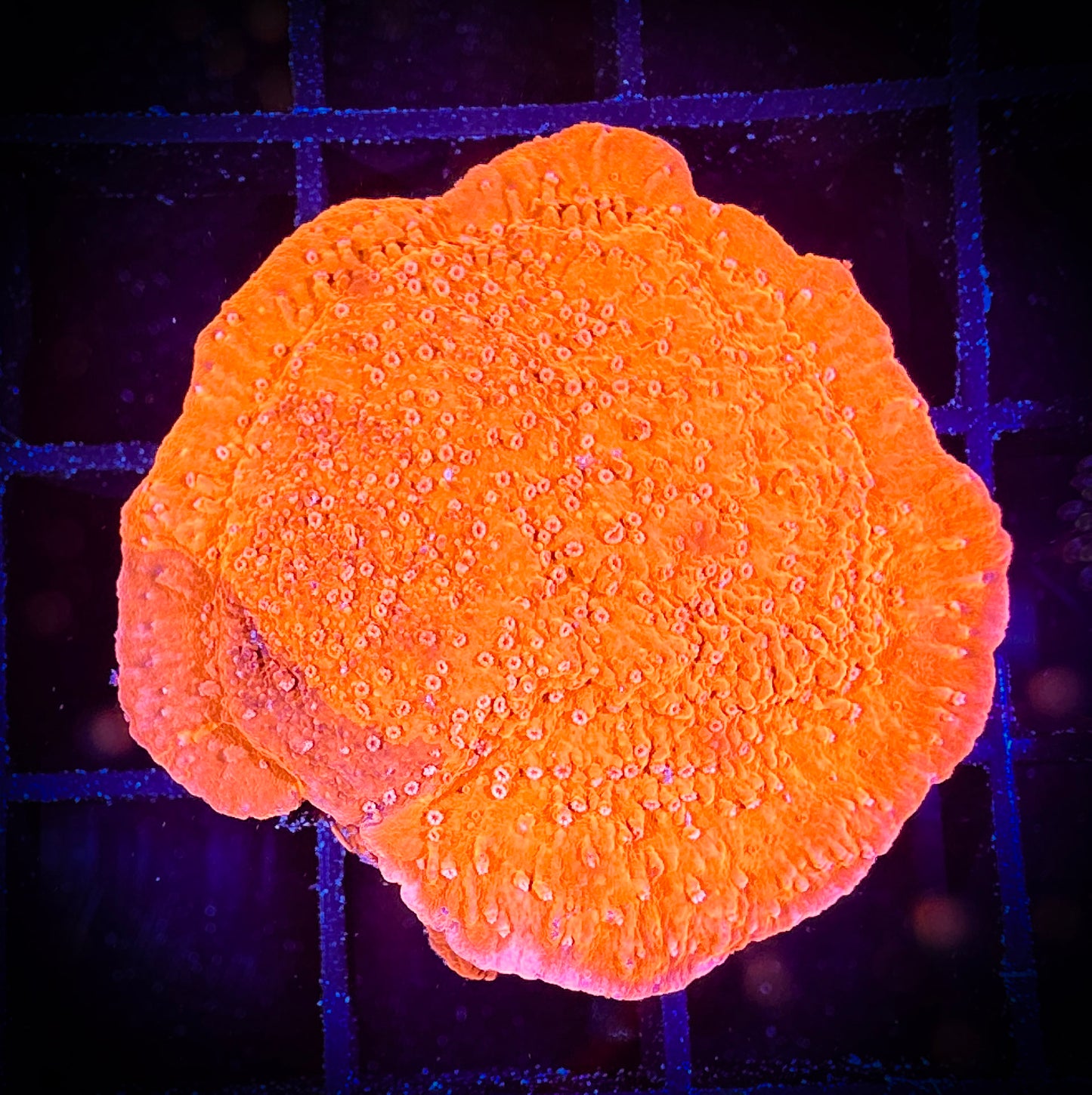 WYSIWYG Bright Orange Monticap 08E2