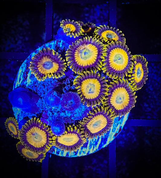 WYSIWYG Scrambled Eggs Zoanthids Frag 08E3