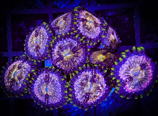 WYSIWYG Nirvanas Zoanthids Frag 08E3