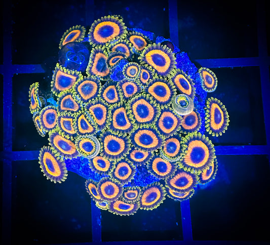 WYSIWYG JF Jungle Juice Zoanthids Mini Colony 04D4