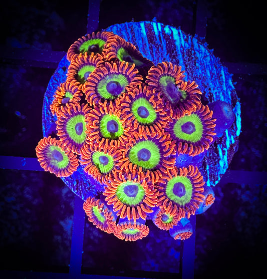 WYSIWYG Emeralds on Fire Zoanthids Large Frag 08E4