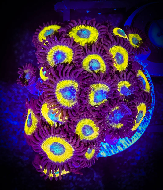 WYSIWYG Black Bella Zoanthids Large Frag 08F1