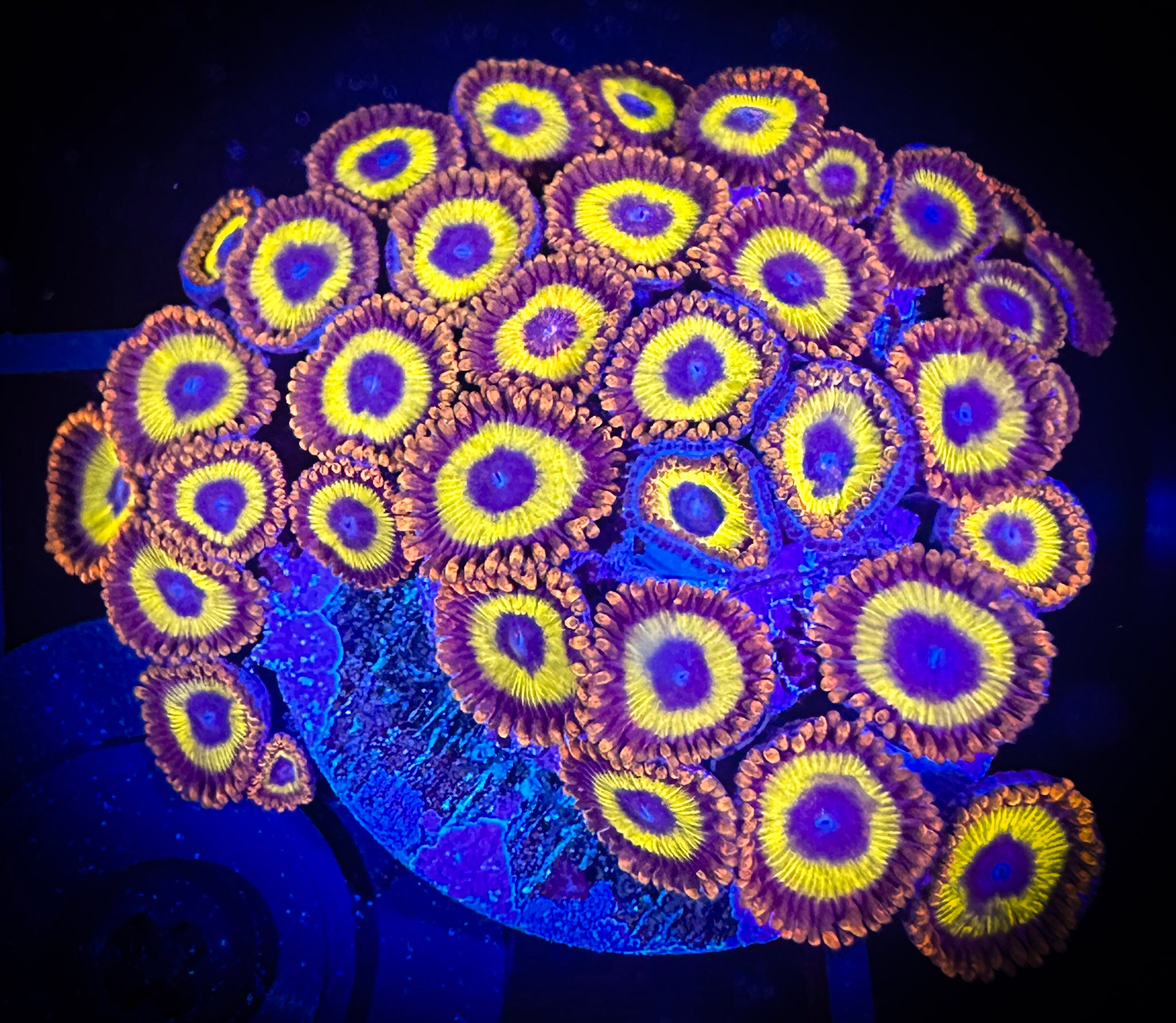 WYSIWYG Fruitloops Zoanthids Large Frag 08F1 – Goat Corals