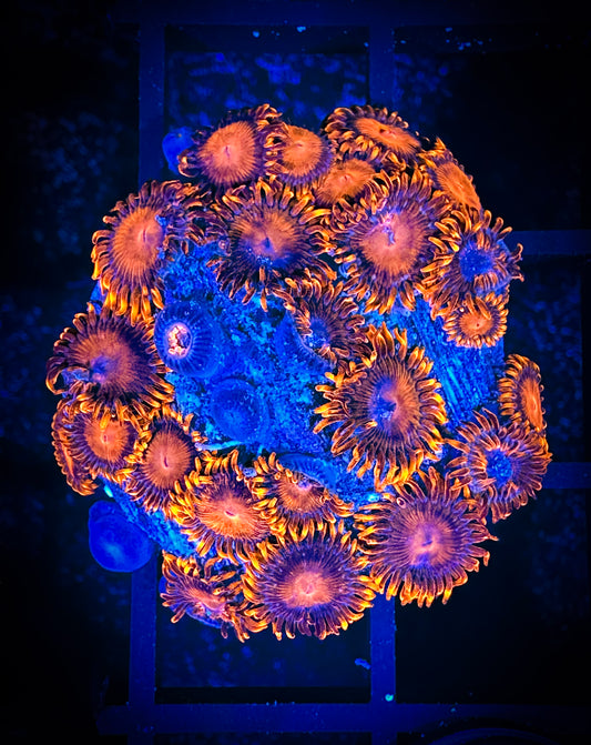 WYSIWYG Bam Bams Zoanthids 08F2