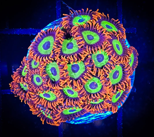 WYSIWYG Emeralds on Fire Zoanthids Mini Colony 08F2