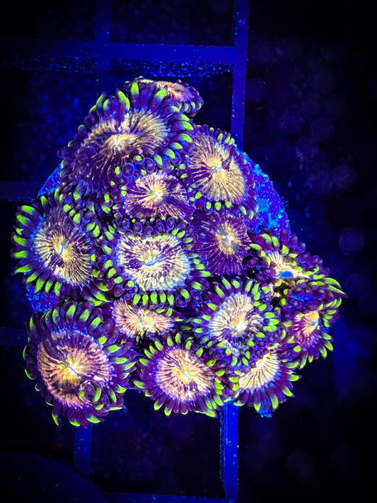 WYSIWYG Nirvanas Zoanthids Large Frag 08F3