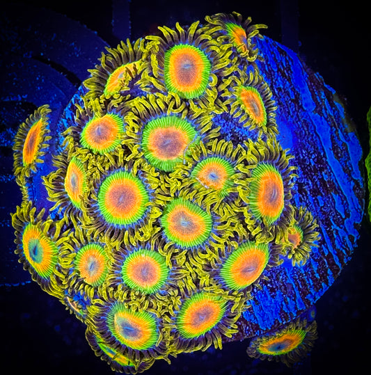 WYSIWYG Rastas Zoanthids Mini Colony 08F4