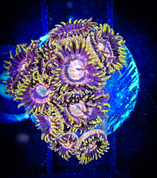 WYSIWYG Mister Twister Zoanthids  08F4