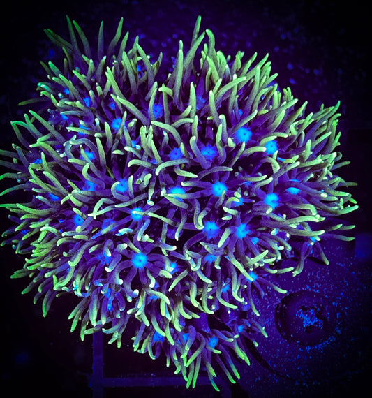 WYSIWYG Short Lash Green Star Polyp 09A1
