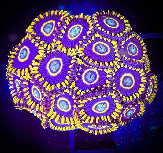 WYSIWYG Blue Hornets Zoanthids Colony 09A1