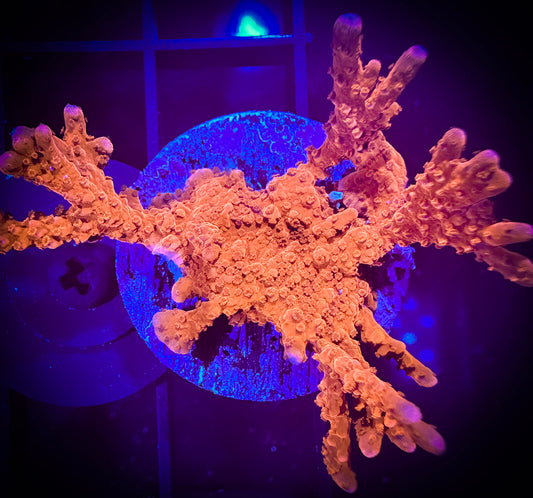 WYSIWYG ACI Manilla Spy Branching Montipora 09A1