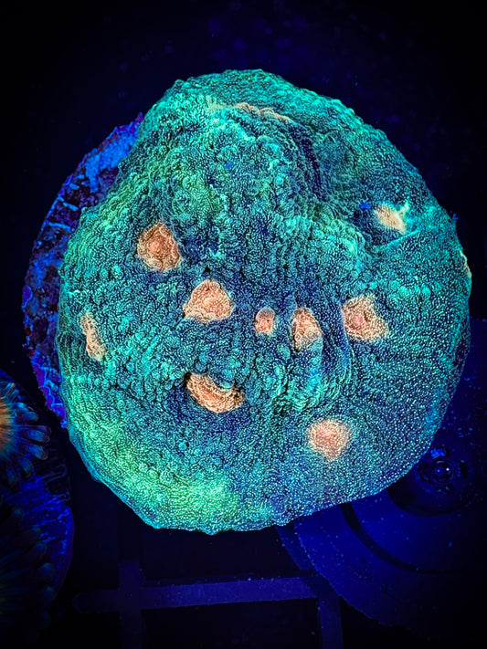 WYSIWYG Lemon Arbol Chalice Coral 09A1