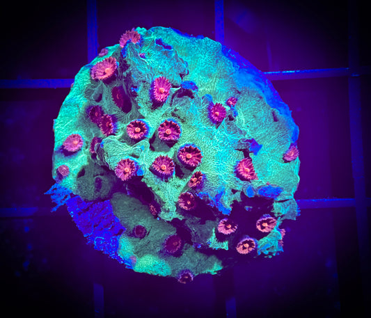 WYSIWYG Jingle Bells Cyphastrea 01C2