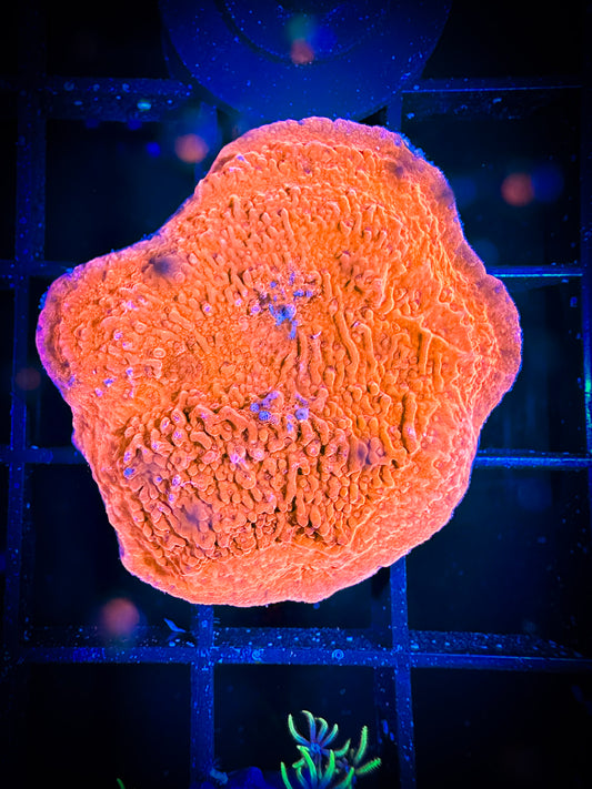 WYSIWYG Bright Orange Monticap 01A2