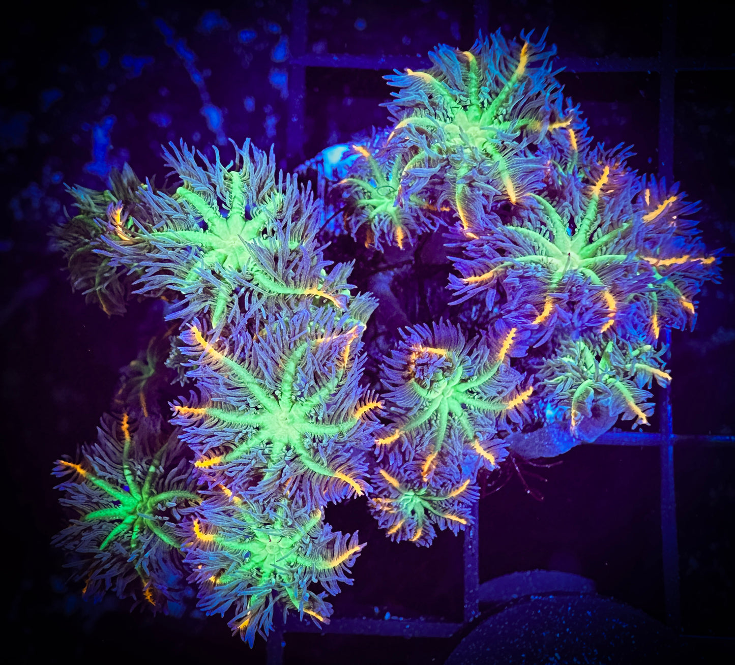 WYSIWYG Fireworks Clove Polyps Frag 09A3