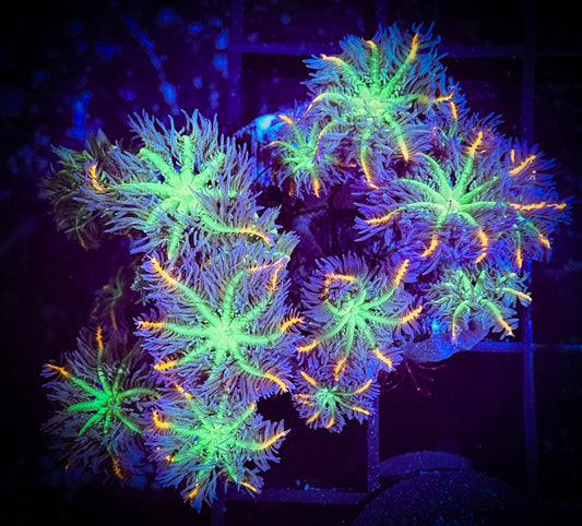 WYSIWYG Fireworks Clove Polyps Frag 09A3
