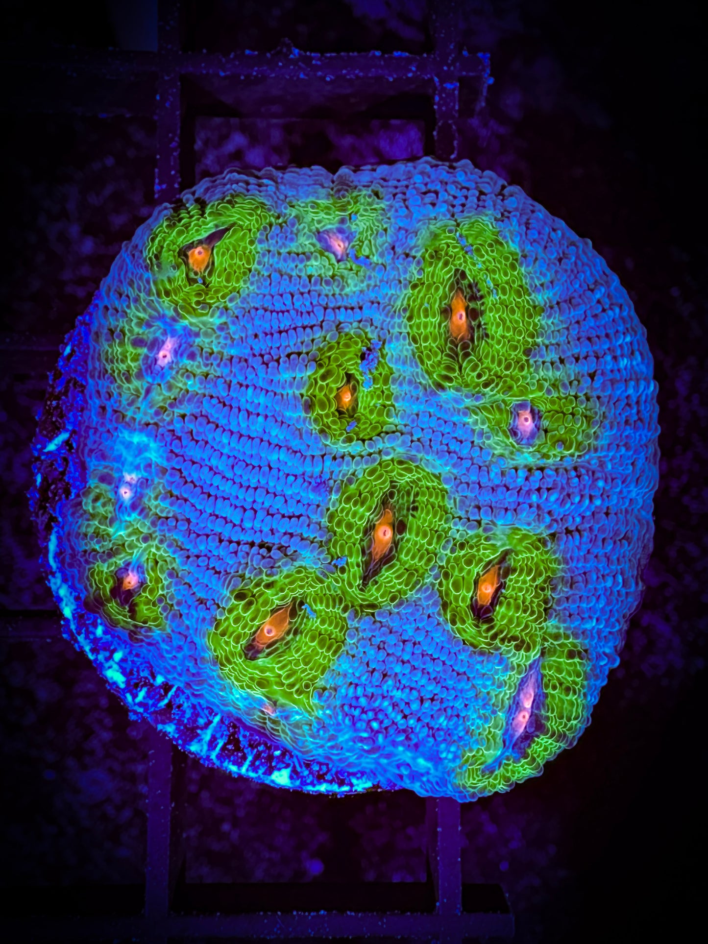 WYSIWYG Avatar Chalice Coral 09A3