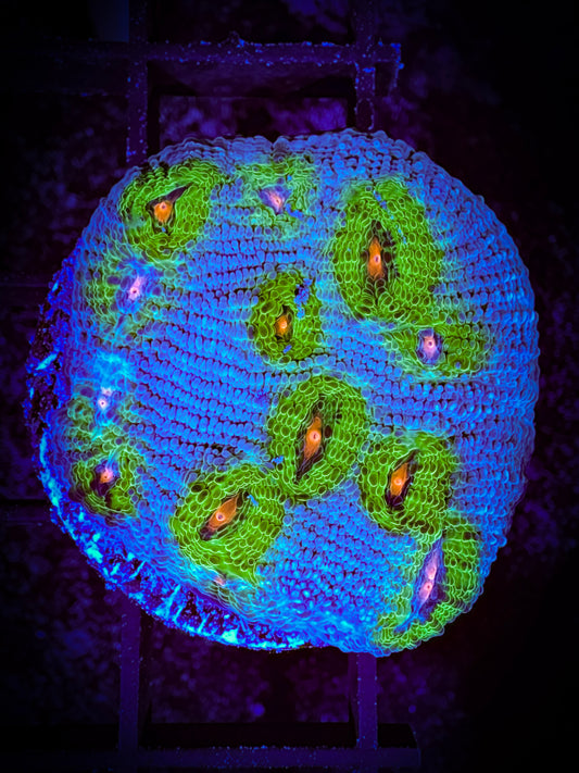 WYSIWYG Avatar Chalice Coral 09A3