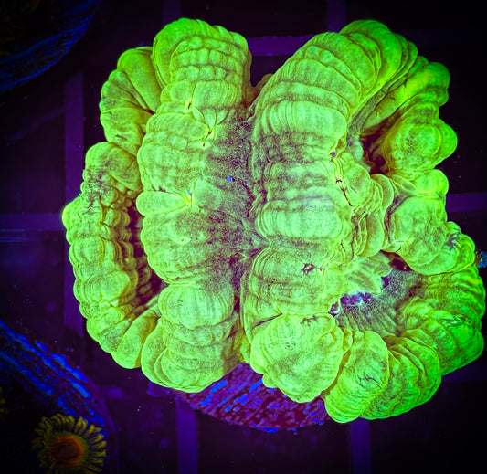 WYSIWYG Kryptonite Candy Cane 17B4