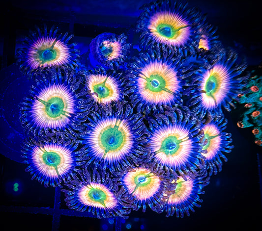 WYSIWYG Cornbread Rainbow Infusions Colony 09A4