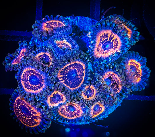 WYSIWYG Armor of God Zoanthids Large Frag 09B1