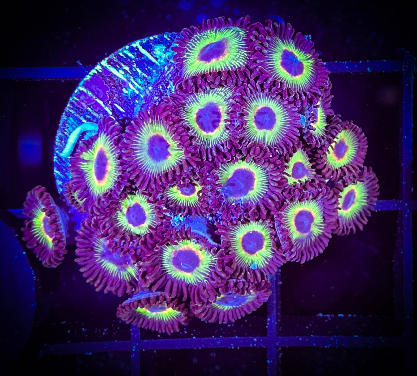 WYSIWYG Bob Marley Zoanthids Frag 09B1