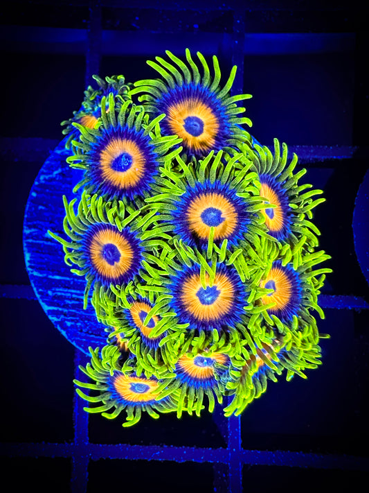 WYSIWYG Super Sunflower Zoanthids Large Frag 09B3