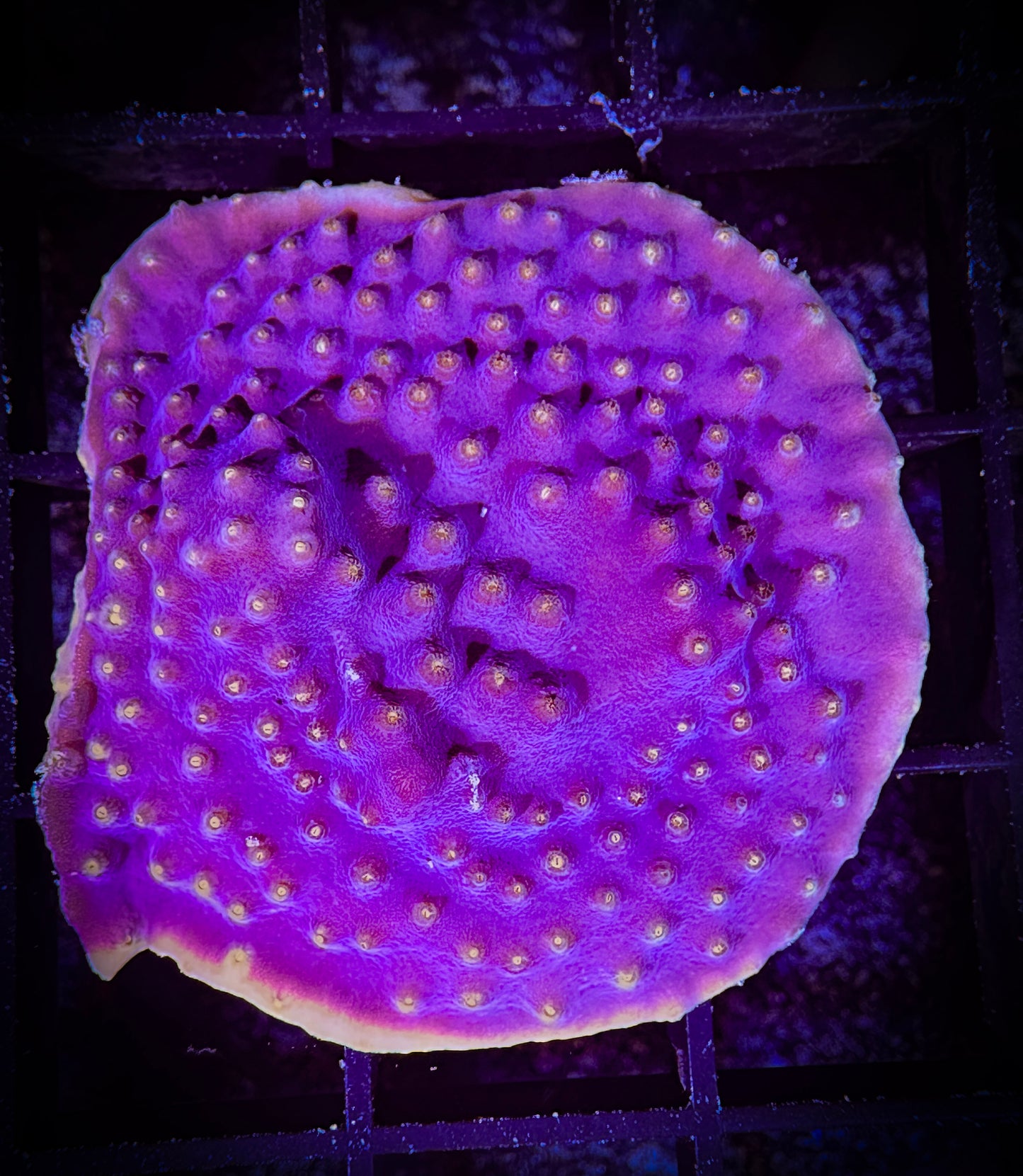 WYSIWYG Yellow Edge Scroll Coral 09B3