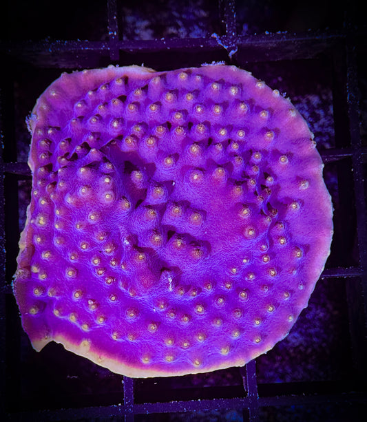 WYSIWYG Yellow Edge Scroll Coral 09B3