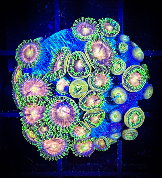 WYSIWYG Laser Lemons Zoanthids Large Frag 09B3