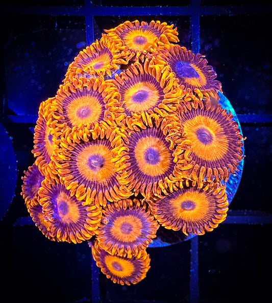 WYSIWYG CB Orange Hornets AKA Oxides Large Frag 09B4