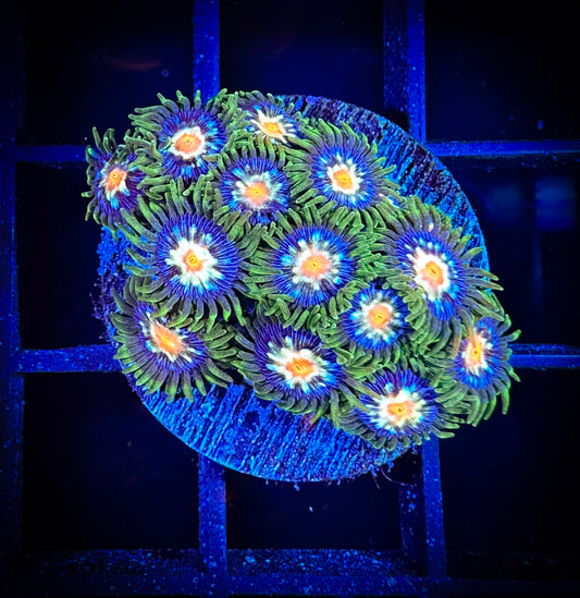 WYSIWYG JF Stargazer Zoanthids Large Frag 09C2