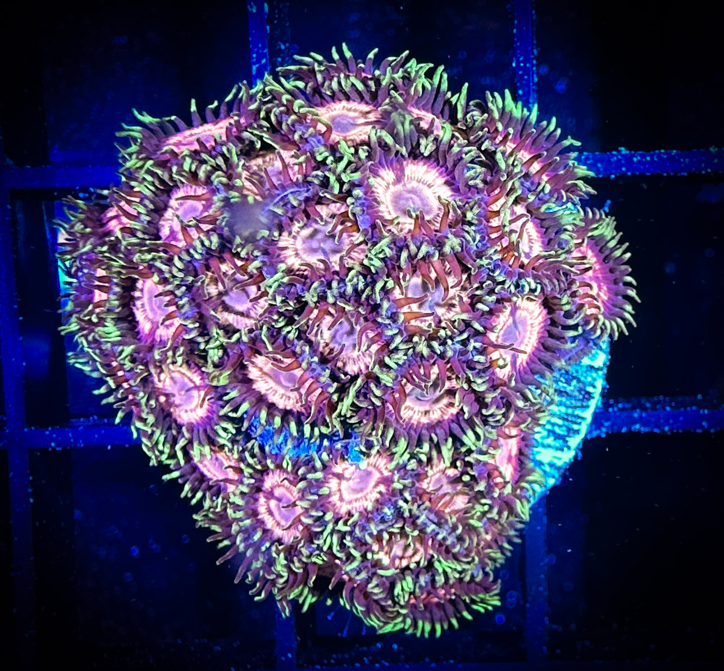 WYSIWYG GC Dragonfruit Bloosoms Zoanthids Mini Colony 09C2
