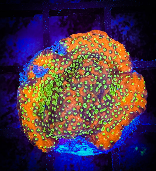 WYSIWYG Sunset Montipora 09C2
