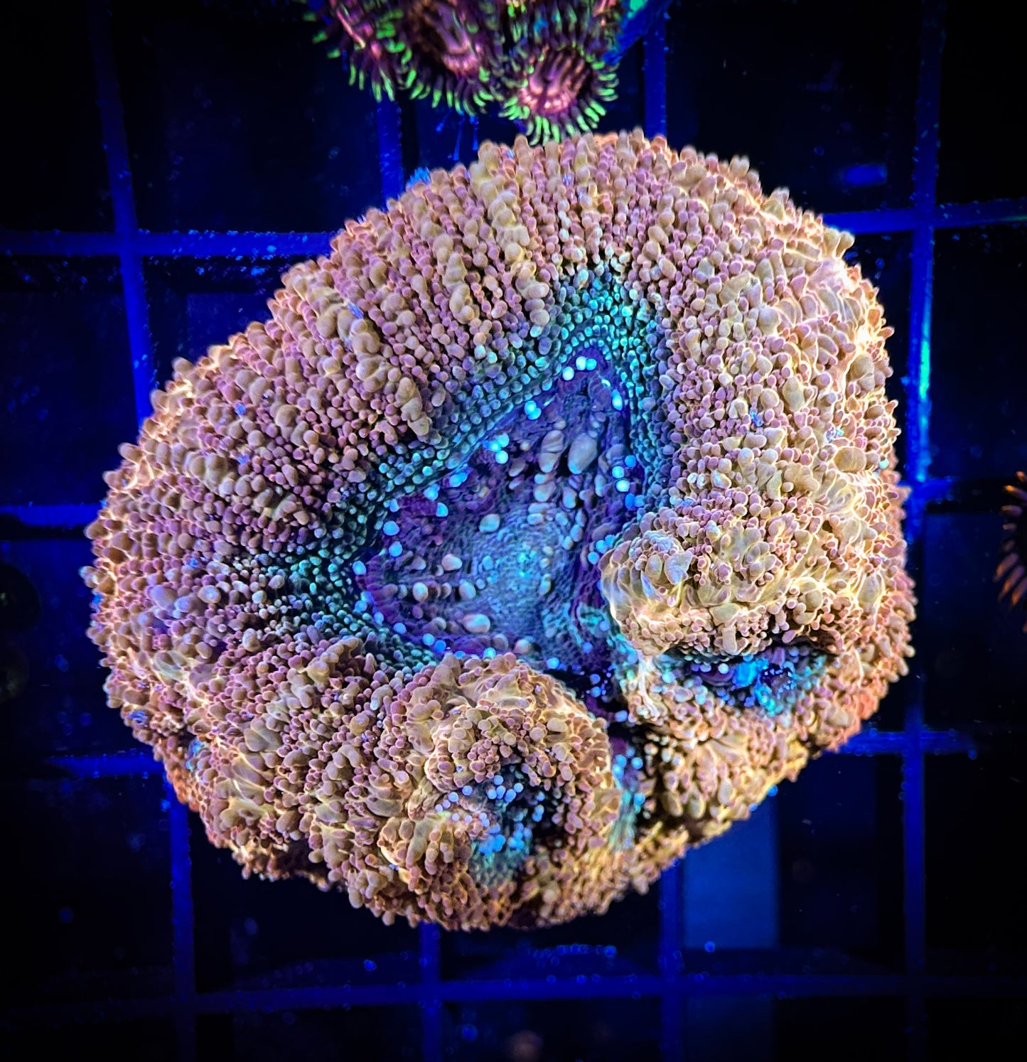 WYSIWYG Beautiful Acan Bowerbanki 09C3