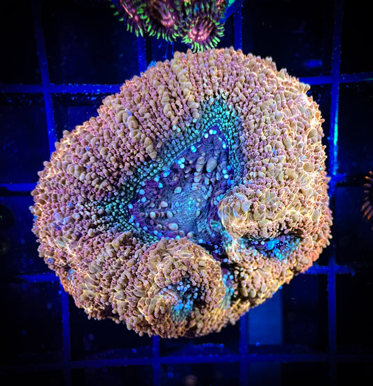 WYSIWYG Beautiful Acan Bowerbanki 09C3