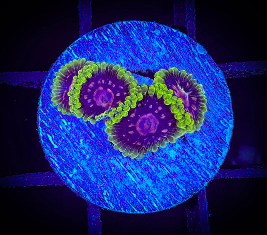 CC Scarlet Fever Zoanthids