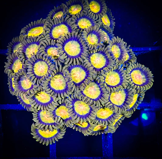 WYSIWYG CC Tutti Fruity Zoanthids Mini Colony 09C4