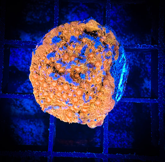 WYSIWYG Solar Flare Cyphastrea 09C4