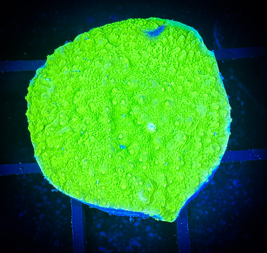 WYSIWYG Green Apple Monticap 09D1
